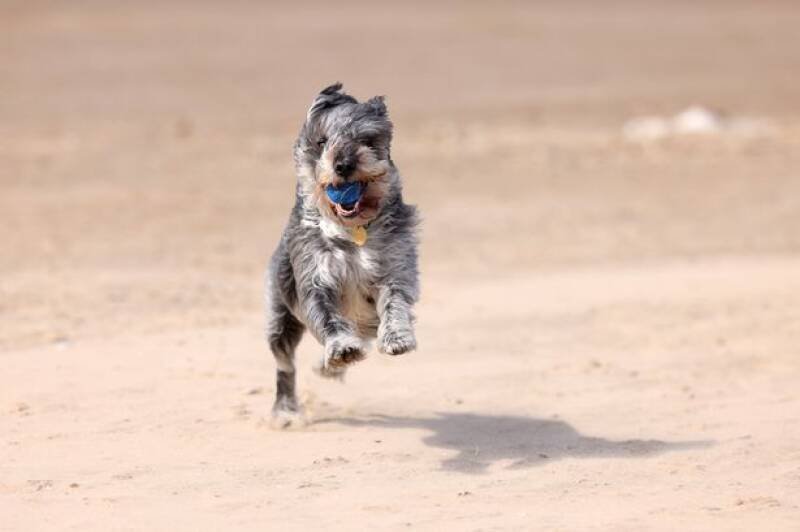 Dog Ban on North East Beaches: What You Need to Know