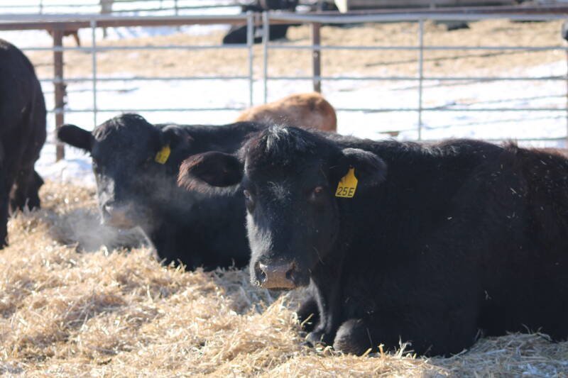 Alberta Cow Prices Surge: What It Means for Farmers and Consumers
