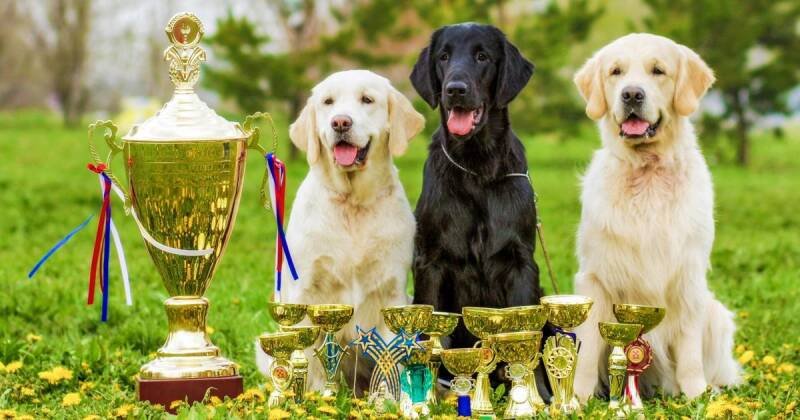 Grand Island Dog Show Returns: Why It Matters & Future Outlook
