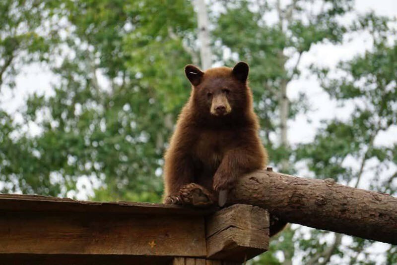 5 Bears Die at BC Wildlife Rescue: What Happened and Why It Matters