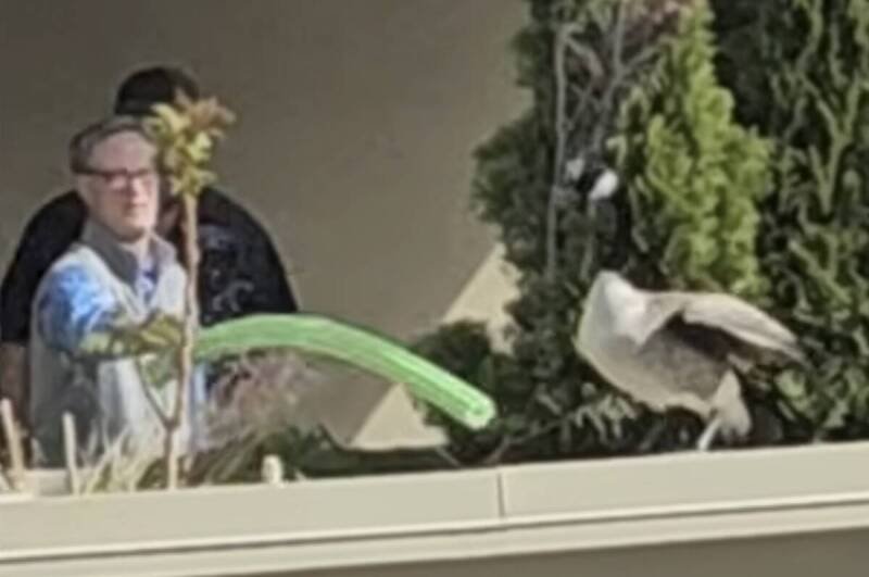 BC Man Educated After Throwing Goslings: Why Animal Cruelty Matters