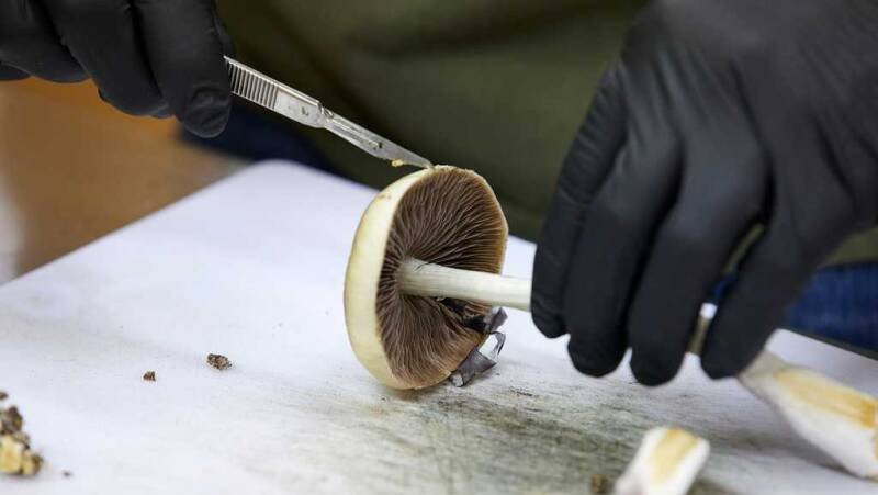 FDA Fast-Tracks Psychedelic Drugs: A New Era for Mental Health Treatment?