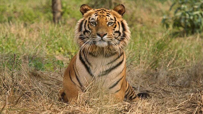 Tiger Deaths in Madhya Pradesh Spark Concern: A Deeper Look
