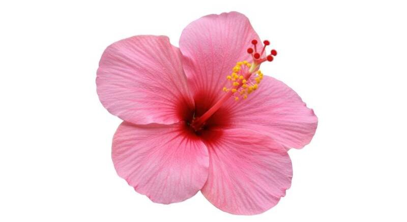 Punta Gorda Hibiscus Festival: A Celebration of Community and Culture