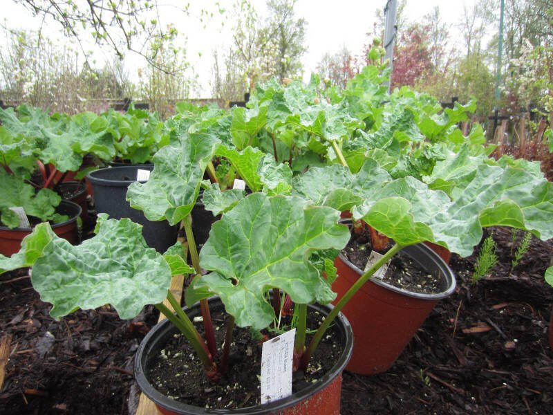 Hope Garden Club Plant Sale: Supporting Education and Community Growth