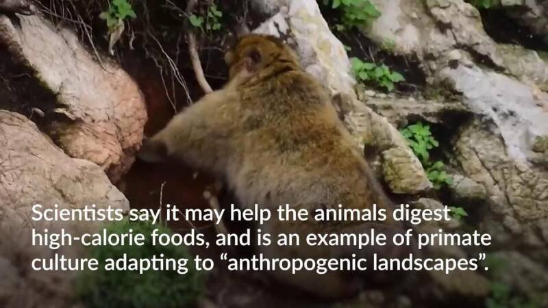 Gibraltar Monkeys Eating Soil: A Natural Remedy for Junk Food?